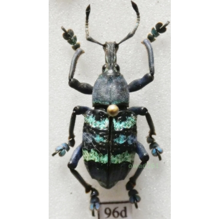 Eupholus magnificus Kirsch, 1877 Indonesia, Numfor Is96d